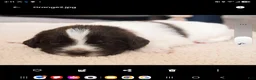 Newfoundland dogs for sale: Rainey (orange collar) - Ad 2