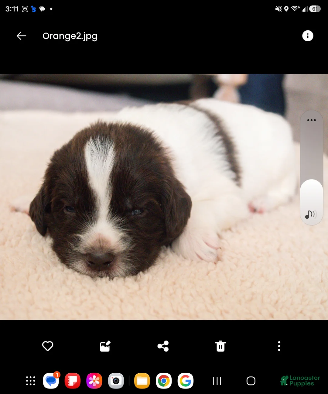 Newfoundland dogs for sale: Rainey (orange collar) - Ad 2