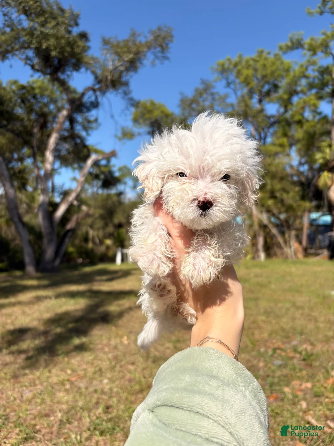 Maltipoo dogs for sale: Bentley maltipoo - Ad 1