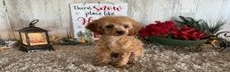 Toy Poodle dogs for sale: Quaker - Ad 2