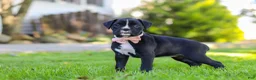 Boxer dogs for sale: Bella - Ad 3
