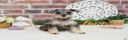 Miniature Schnauzer dogs for sale: Hadley  - Ad 6