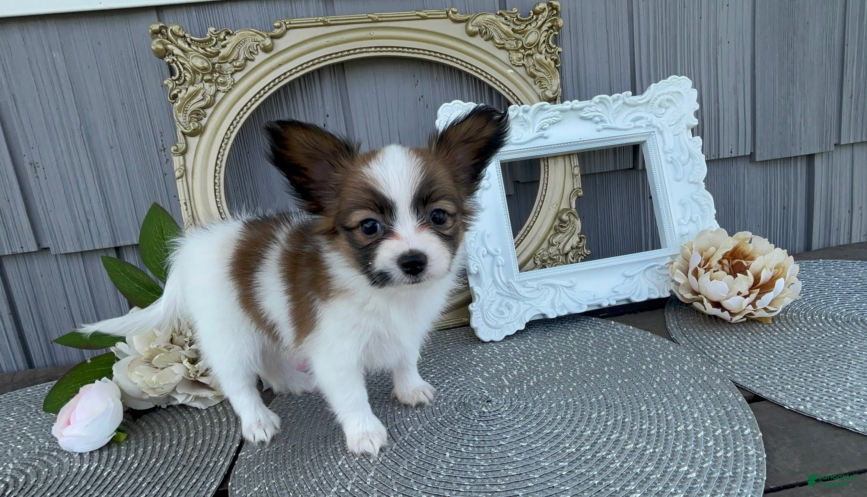 Papillon dogs Briar - Ad 1