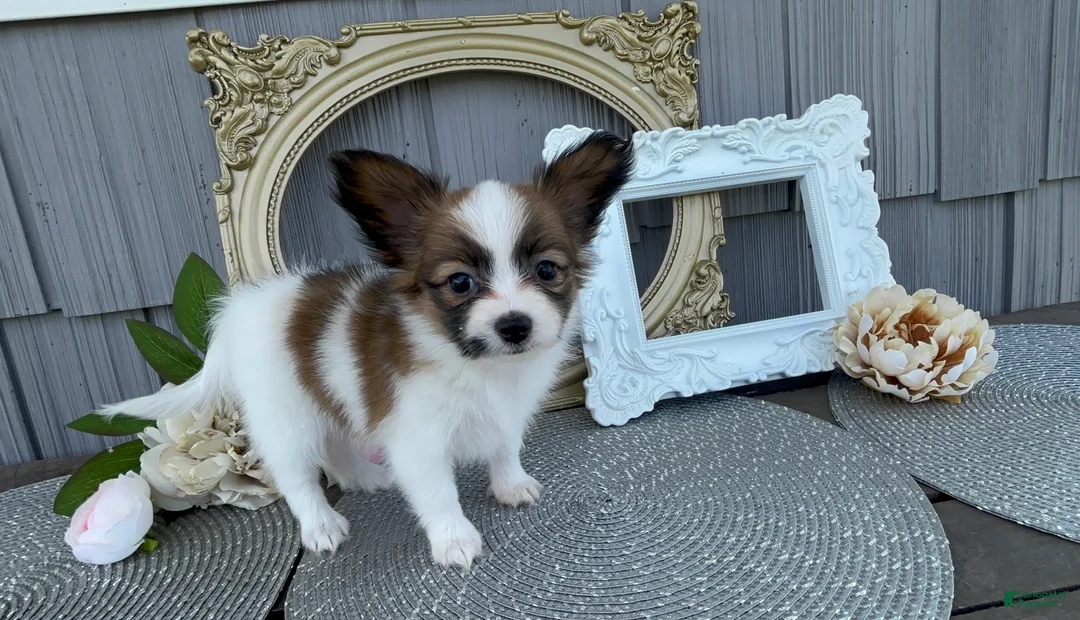 Papillon dogs for sale: Briar - Ad 1