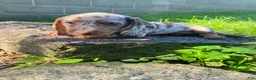 Miniature Dachshund dogs for sale: Lucy - Ad 12