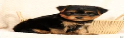 Yorkshire Terrier dogs for sale: Benji - Ad 3