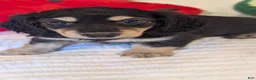 Miniature Dachshund dogs for sale: Pinocchio - Ad 6