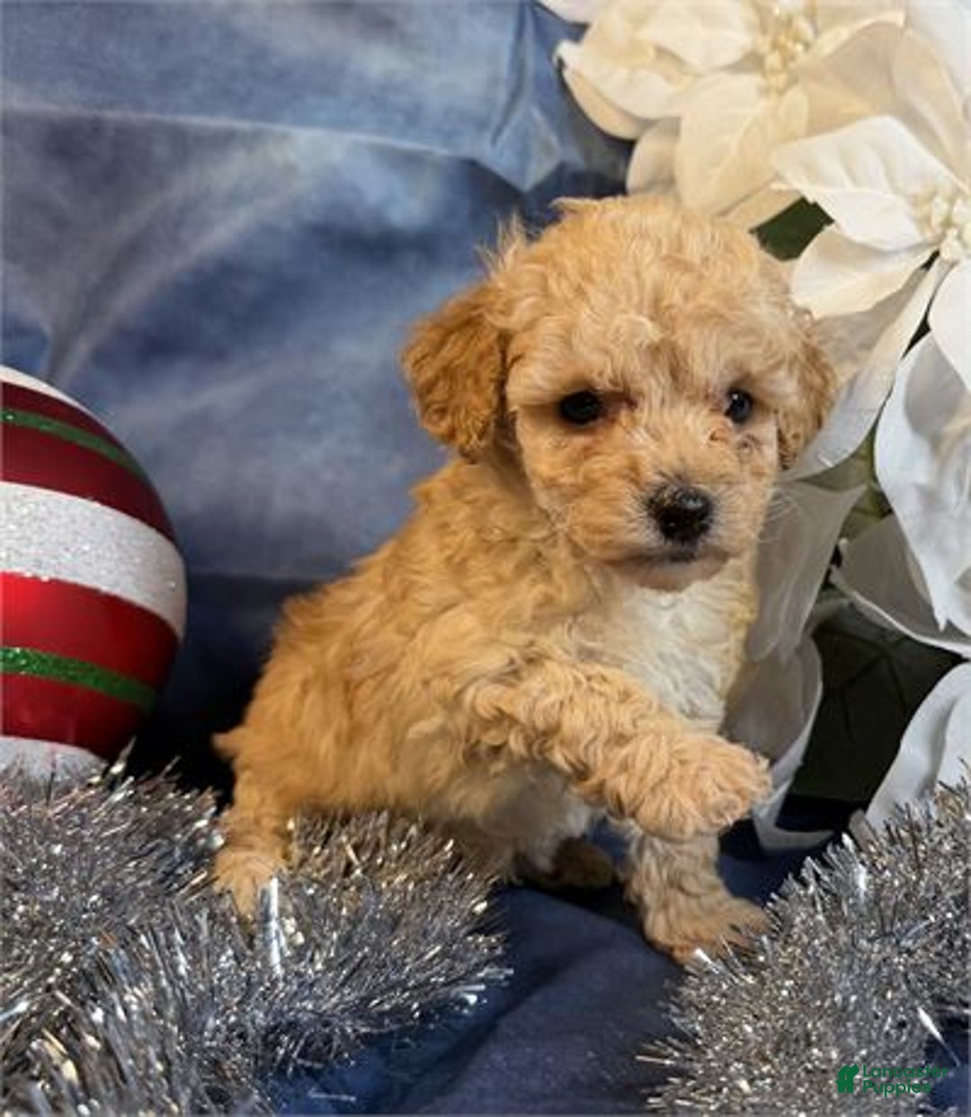 Toy Poodle dogs for sale: Toy Poodle Puppy 3 - Ad 2