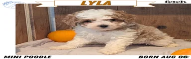 Lyla