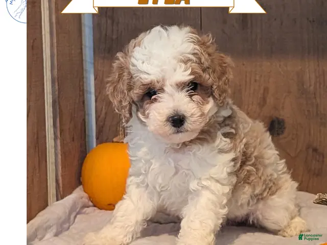 Miniature Poodle dogs Lyla - Ad 1