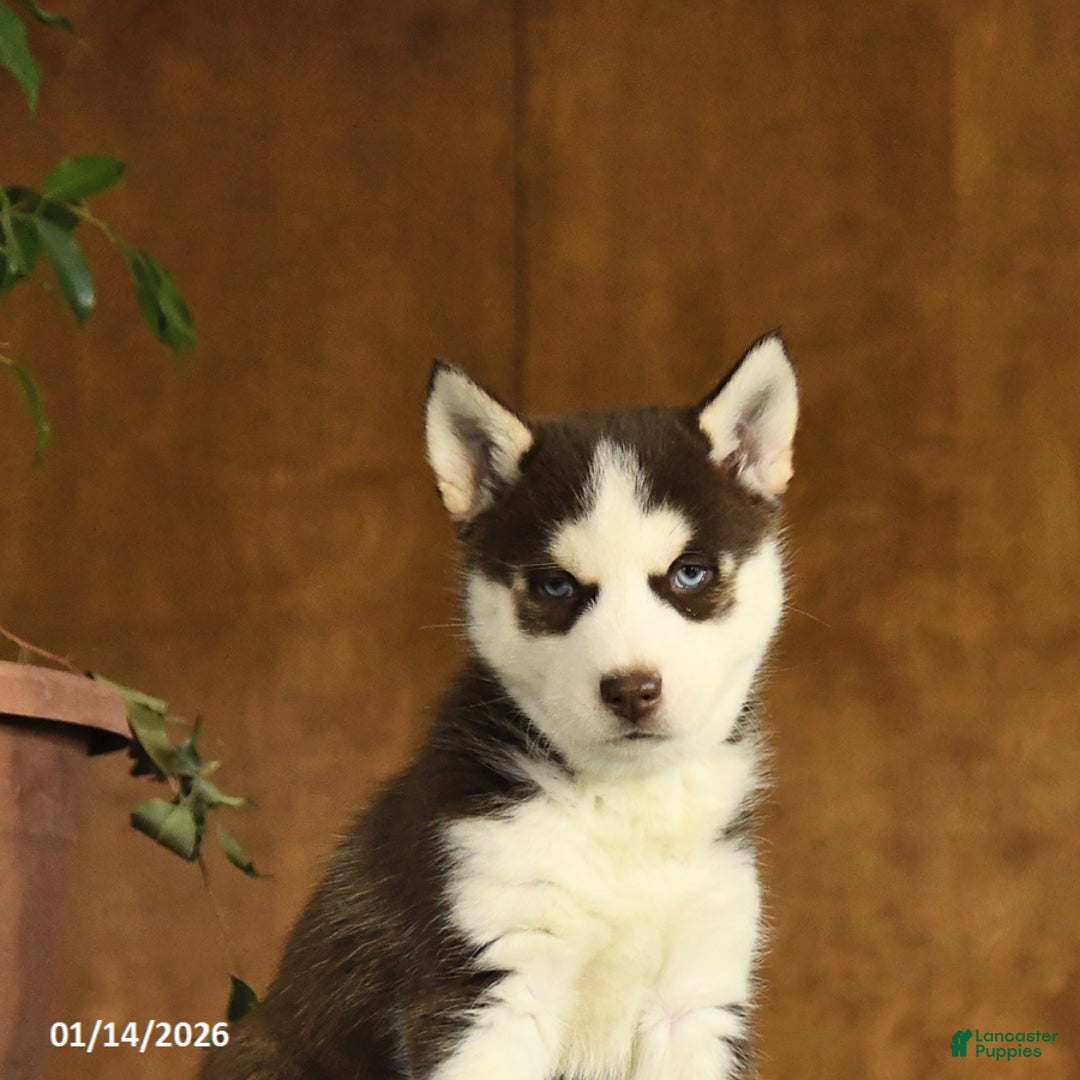 Siberian Husky dogs for sale: Bella   - Ad 4