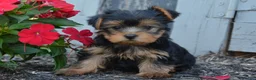 Yorkshire Terrier dogs for sale: Freedom - Ad 3