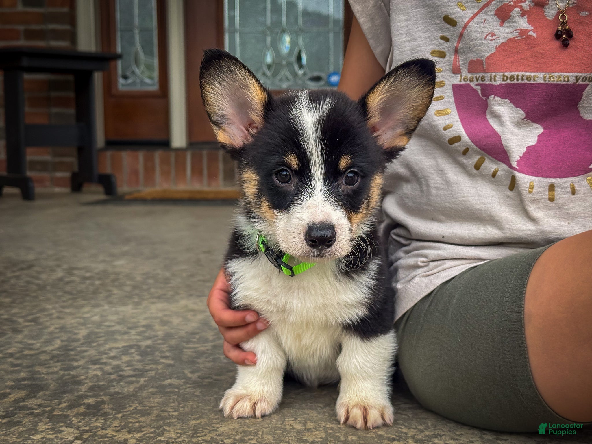 Welsh Corgi Pembroke dogs Zed - Ad 1