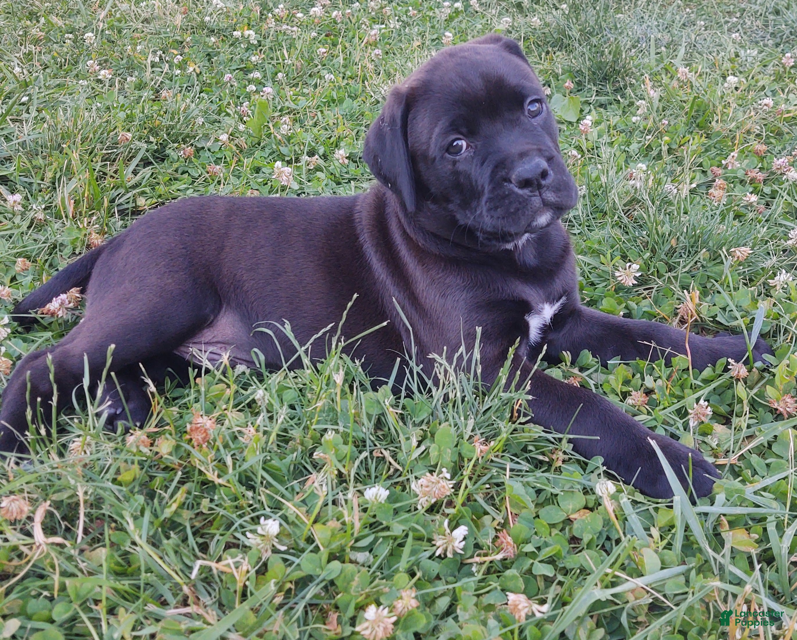 Mixed Breed dogs Lewis - Ad 8