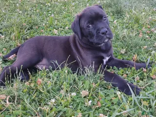 Mixed Breed dogs Lewis - Ad 8