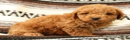 Mini Goldendoodle dogs for sale: Logan - Ad 6
