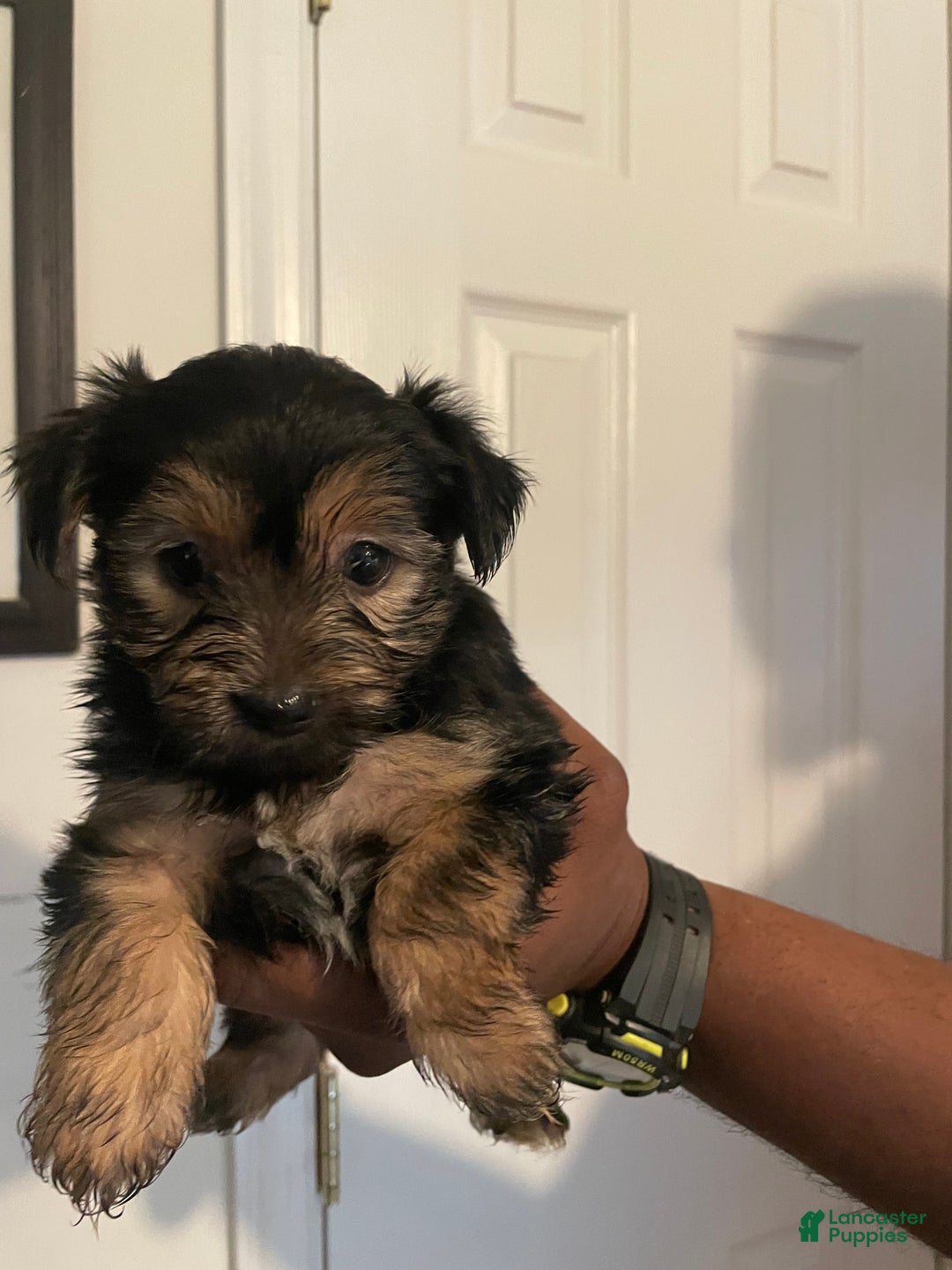 Yorkshire Terrier dogs for sale: Pet 2 - Ad 3