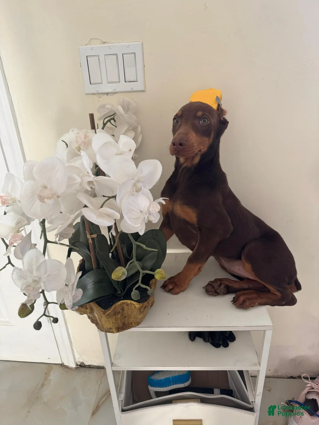 Doberman Pinscher dogs for sale: Doberman Pinscher Puppy 1 - Ad 2