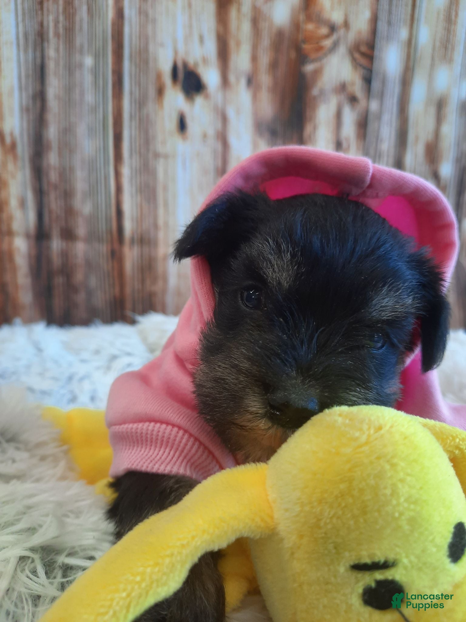 Miniature Schnauzer dogs AKC Sadie - Ad 2
