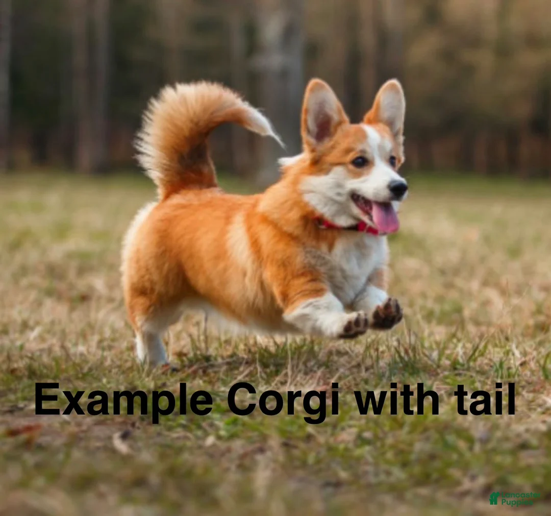 Welsh Corgi Pembroke dogs for sale: Gus Tailed Baby ❤️ - Ad 7