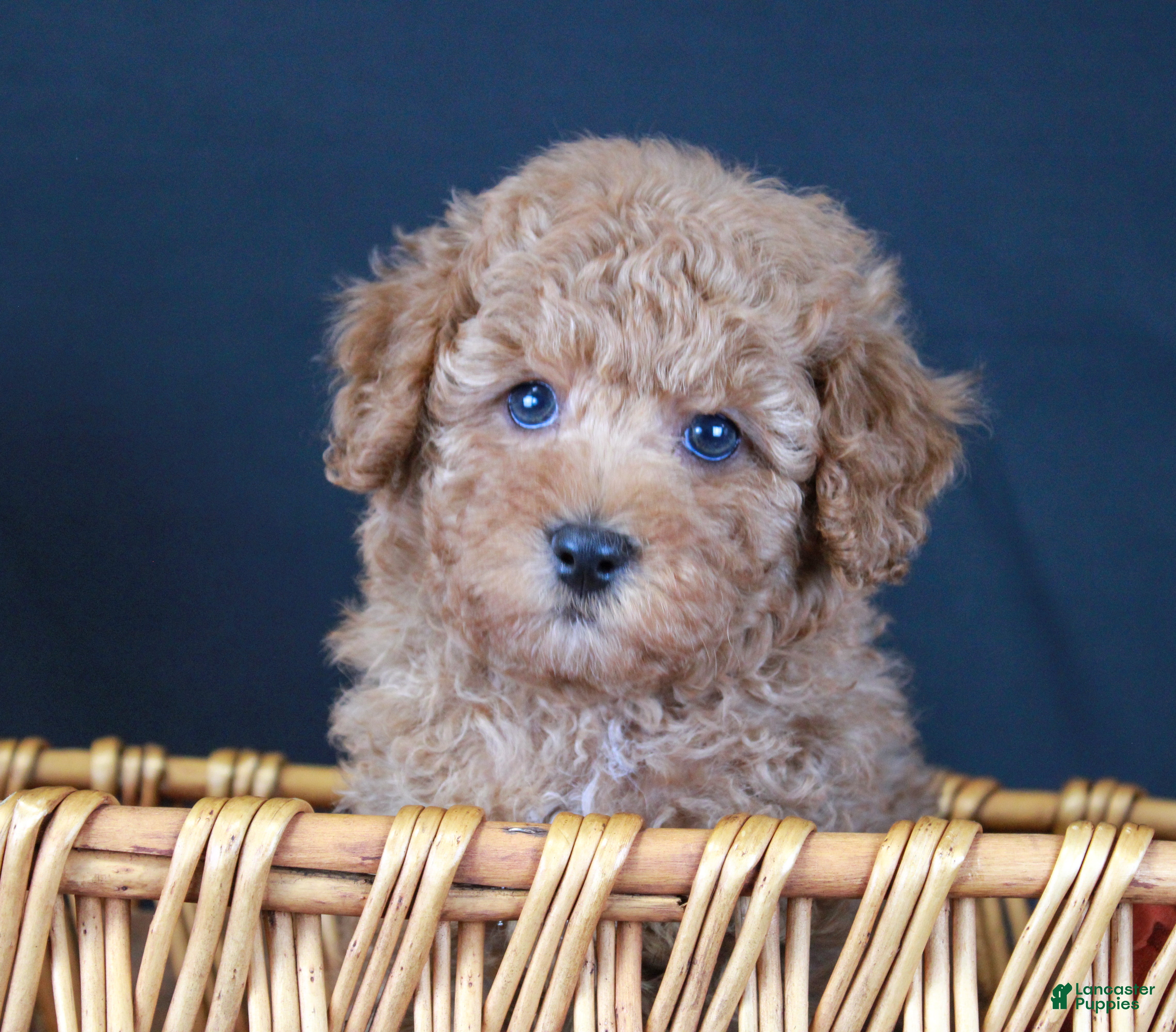 Cavapoo dogs Puddlewick - Ad 31