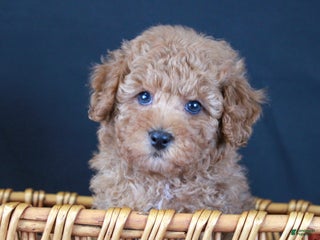 Cavapoo dogs Puddlewick - Ad 29