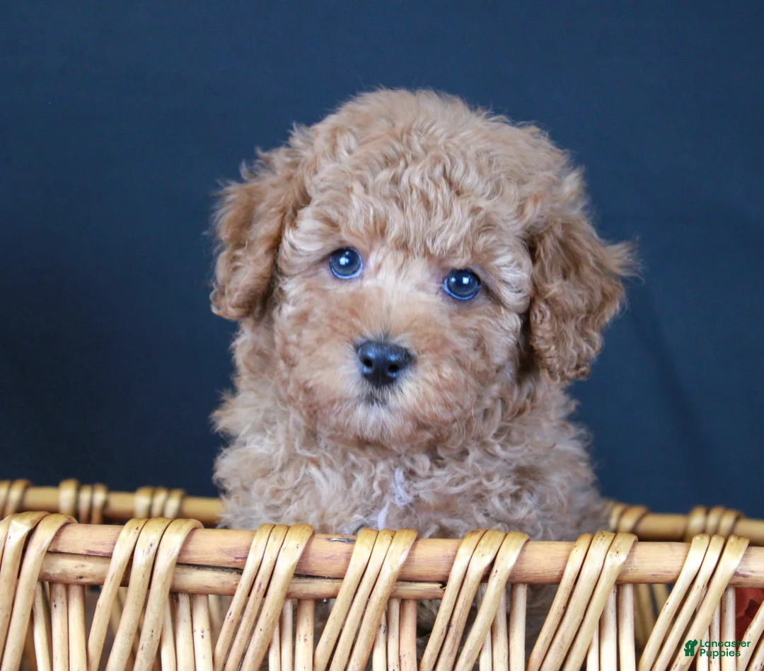 Cavapoo dogs for sale: Puddlewick - Ad 1