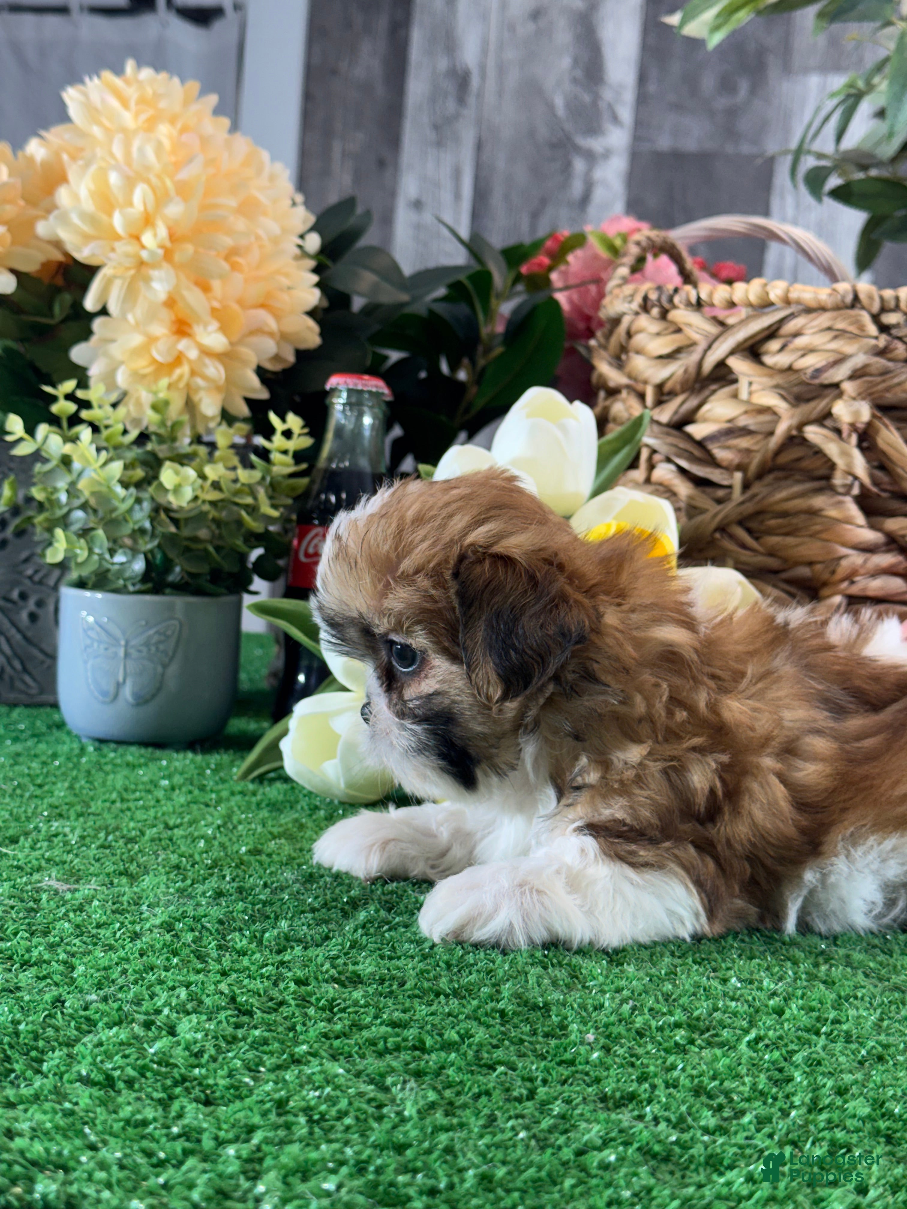 Shih Tzu dogs for sale: Stella🍕 - Ad 3