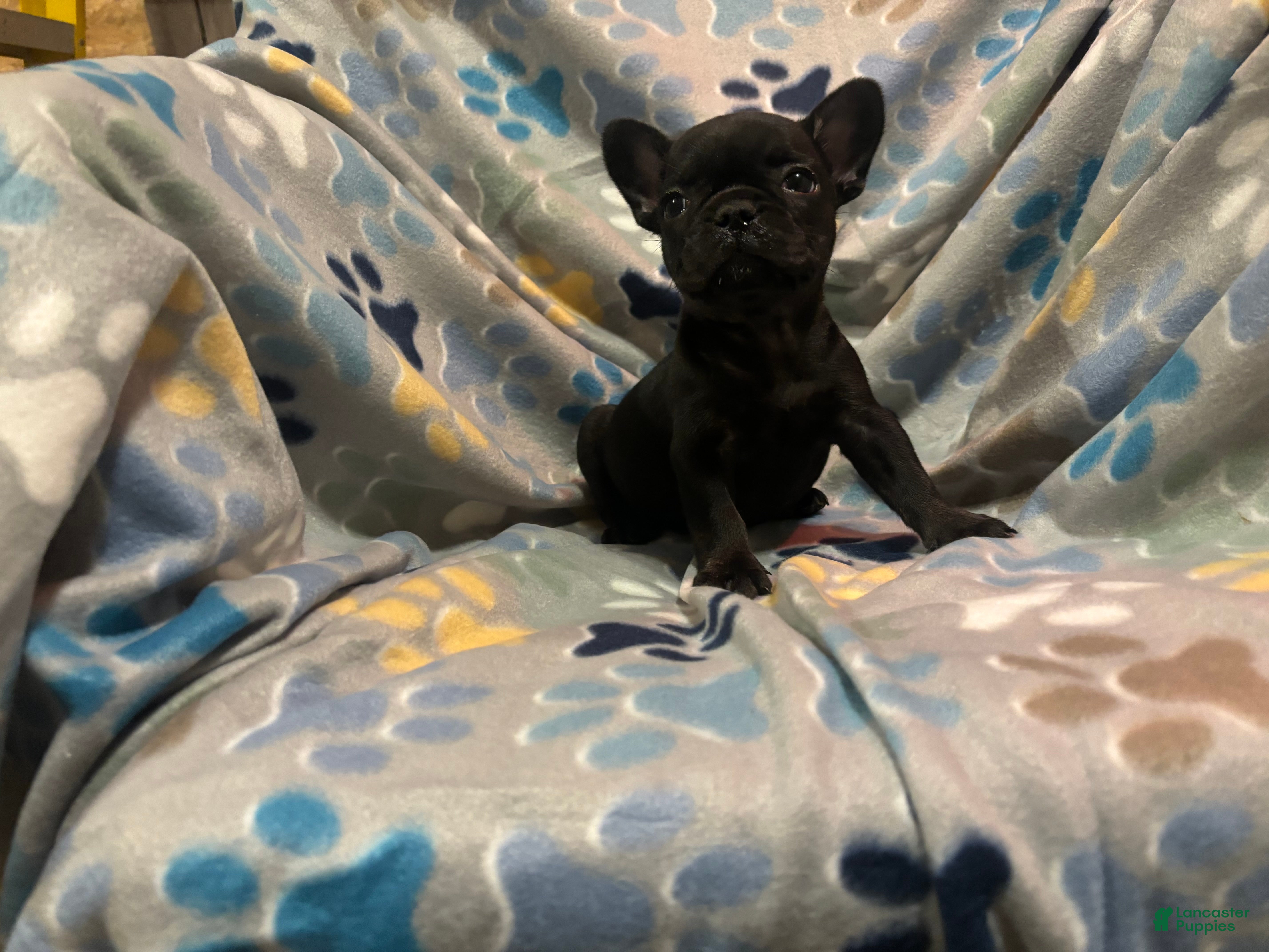 French Bulldog dogs French Bulldog Puppy 3 - Ad 2