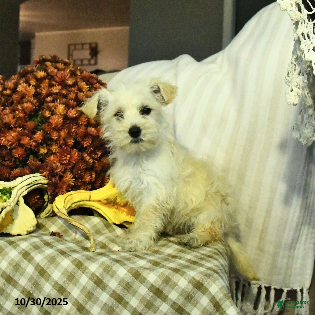 Mixed Breed dogs for sale: Dawn - Ad 2