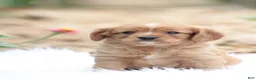 Cavapoo dogs for sale: Tosco - Ad 4
