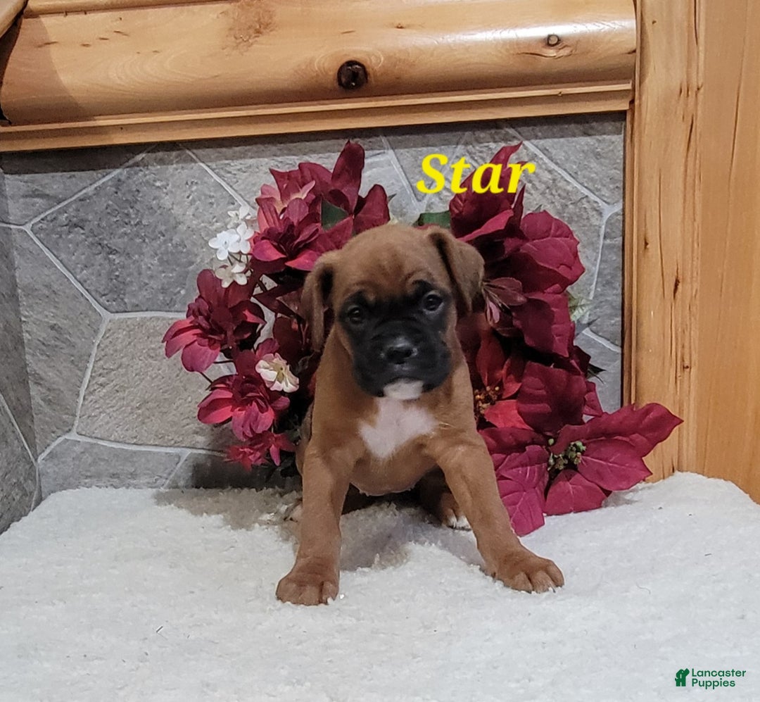 Boxer dogs for sale: Star - Ad 4