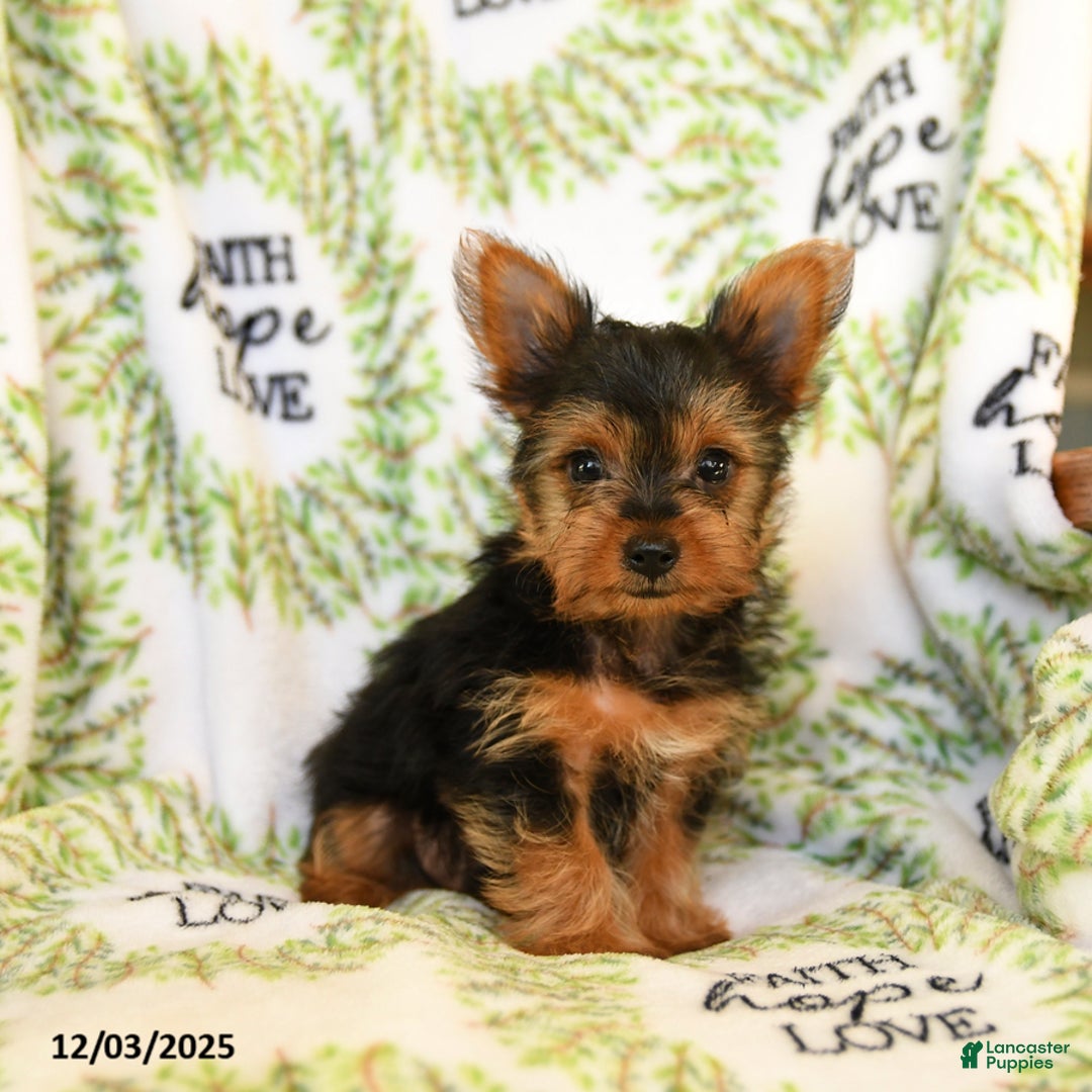 Yorkshire Terrier dogs for sale: Rusty - Ad 2