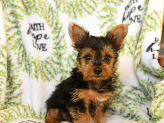 Yorkshire Terrier dogs Rusty - Ad 20