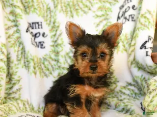 Yorkshire Terrier dogs Rusty - Ad 37