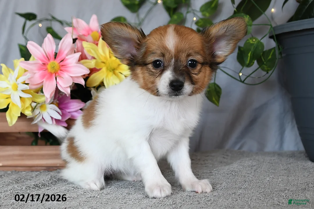 Papillon dogs for sale: Daisy - Ad 2