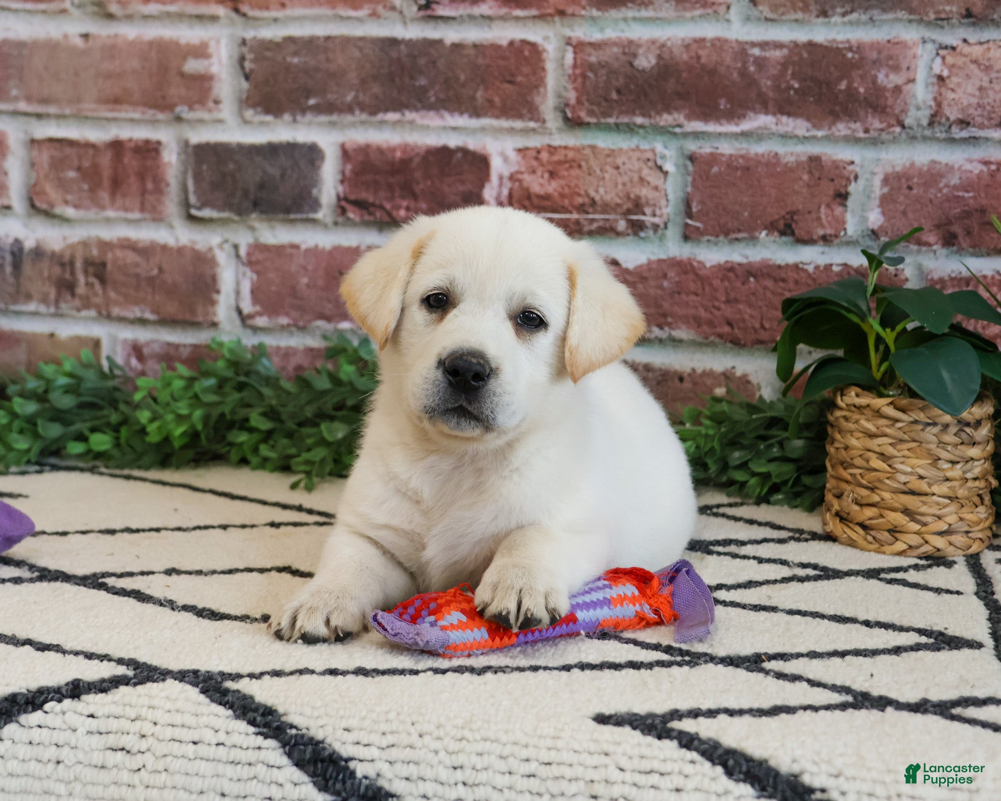 Labrador Retriever dogs Wanda  - Ad 31