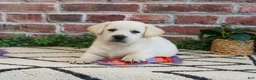 Labrador Retriever dogs for sale: Wanda  - Ad 1