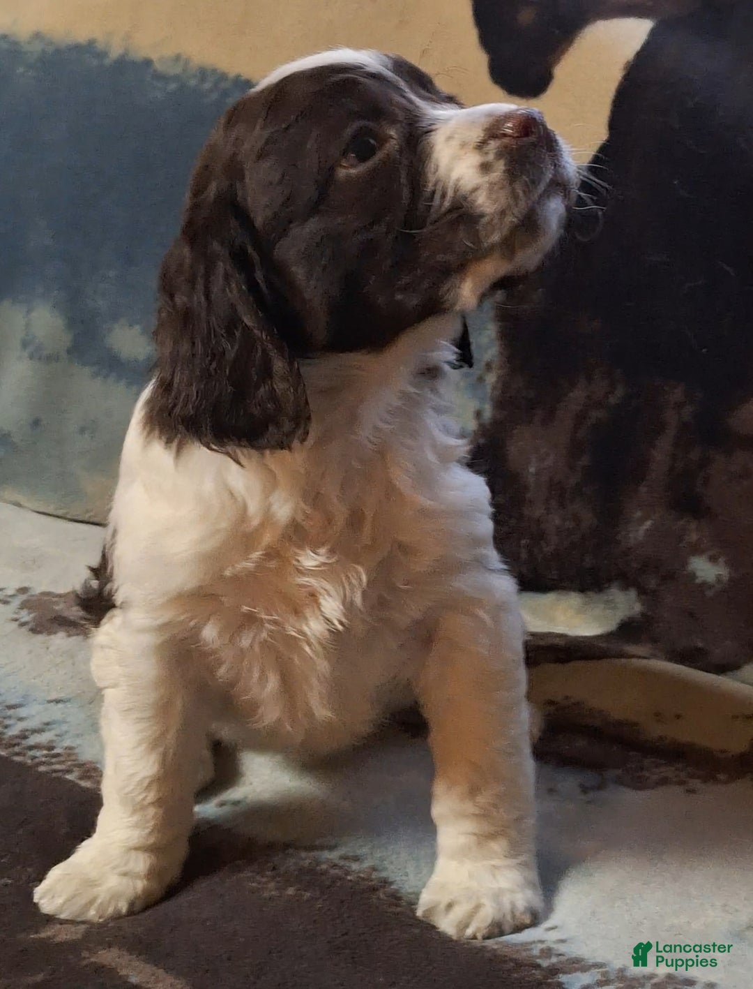English Springer Spaniel dogs for sale: Sammy - Ad 4