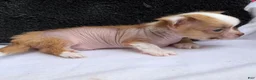 Mixed Breed dogs for sale: Little Henry  - Ad 17