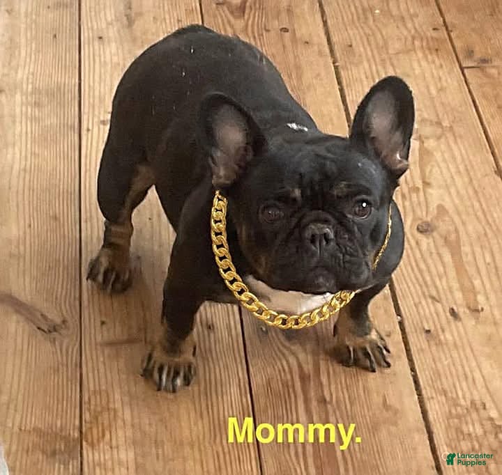 French Bulldog dogs Renee - Ad 2