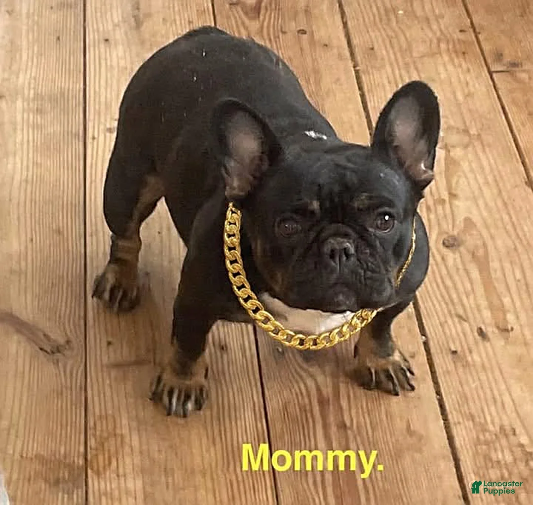 French Bulldog dogs for sale: Eva - Ad 2