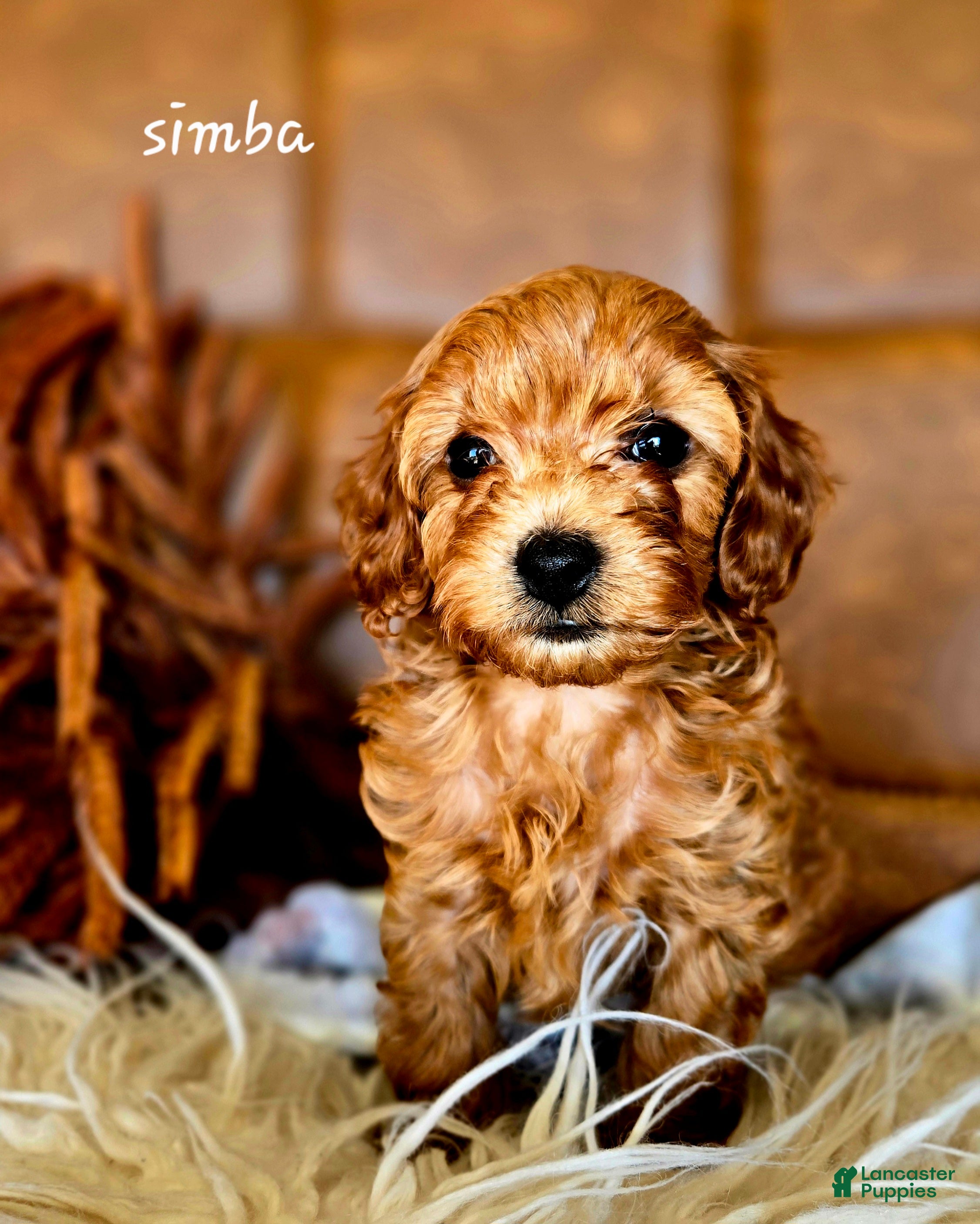 Cavapoo dogs Simba - Ad 1