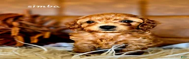 Simba