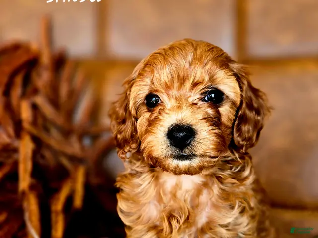 Cavapoo dogs for sale: Simba - Ad 1