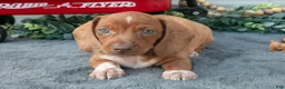 Miniature Dachshund dogs for sale: Mason - Ad 3