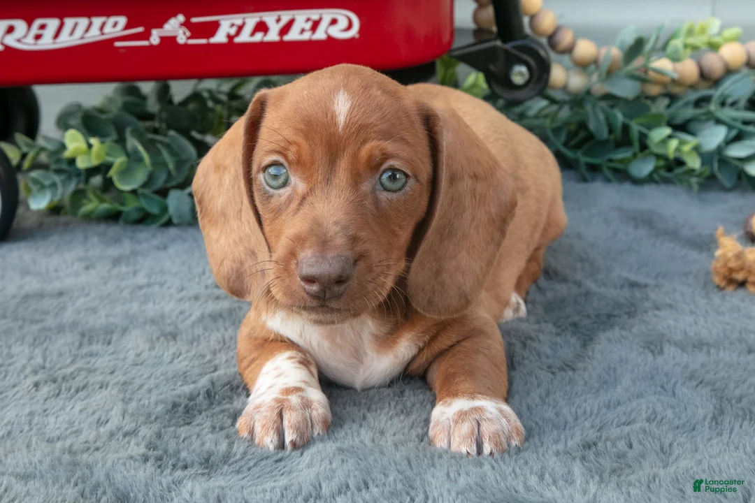 Miniature Dachshund dogs for sale: Mason - Ad 3