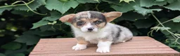 Welsh Corgi Pembroke dogs for sale: Jax - Ad 6
