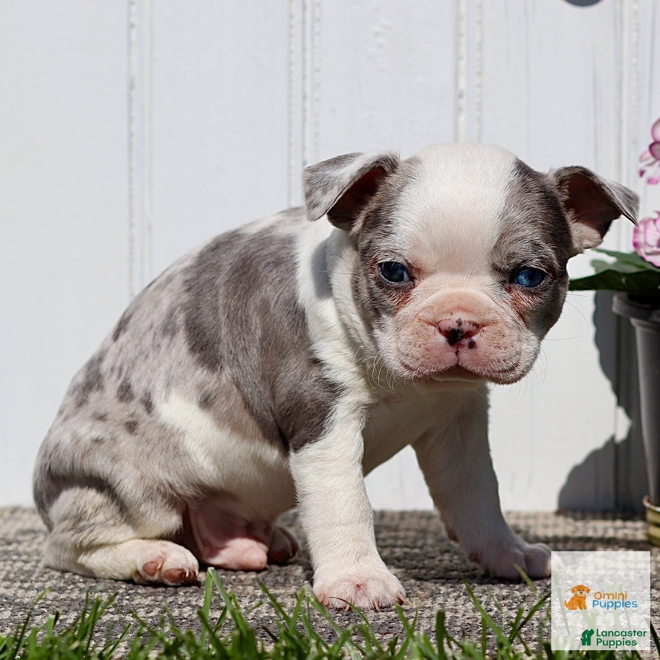 Boston Terrier dogs Max - Ad 2