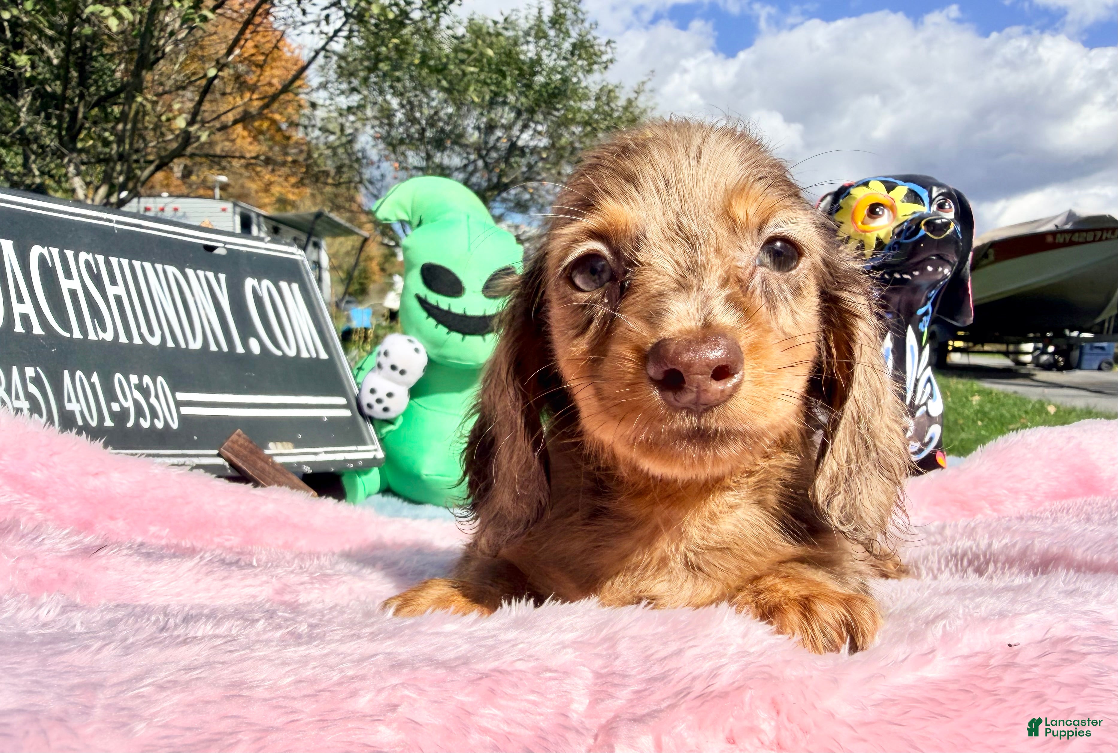 Miniature Dachshund dogs Champion bred lh female import dapple - Ad 6